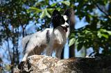 EPAGNEUL PAPILLON 161